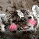 thoushaltfearbadgers