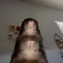 pteromyini