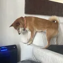 chimkinzzz