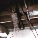 avatar Adolf Schicklgruber