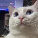 aintjit