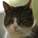 catsforthrones
