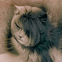 avatar user419876252