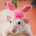 jonast911