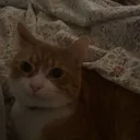 reinaxo
