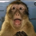 avatar Monke