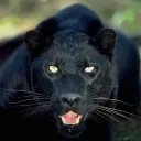 panterblack5626