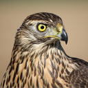 haukebassen#1655's avatar