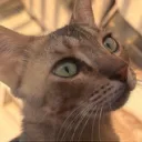 ulla's Avatar