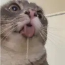 fibzeo
