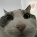 fibzeo