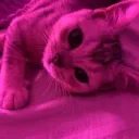 mushymeow