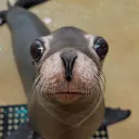 mud.seal
