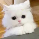 silentkuudere
