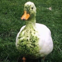avatar Sewer Goose