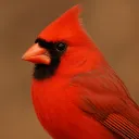 birdman8312