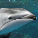 avatar CrocodylusNiloticus