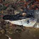 avatar CrocodylusNiloticus