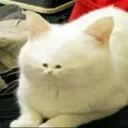 ganymed_e