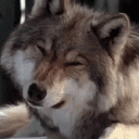 stoner_lilwolfpup