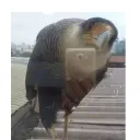 sixwild