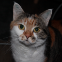 avatar Annaa ˙ᵕ˙