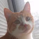 cj79