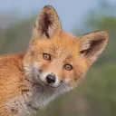foxaebi