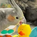birb5052