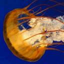 jelly27fish