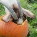 phlog_dog