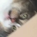 hinksta