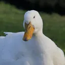 gucagu