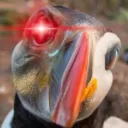 apexpuffin