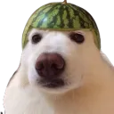 owen_dt