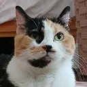 mysoginy