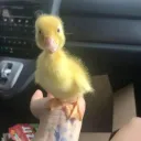 wildpineapple