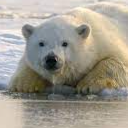 icebearltu#2058's avatar