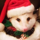 avatar OpossumSauce