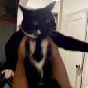 avatar lazy creature