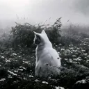 bunnyxo