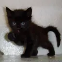 minaali.