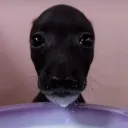 mister.coca