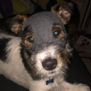 ninjadog