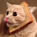 catinbread.