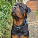 avatar Taron / Riwwel