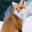 bastinoh