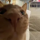 steve.sh
