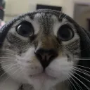 mahmsa
