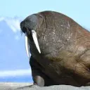 zendasi